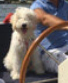 balou